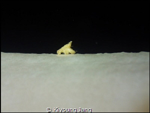 Not a  Polar bear, this is a crab. by Kiyoung Jang 